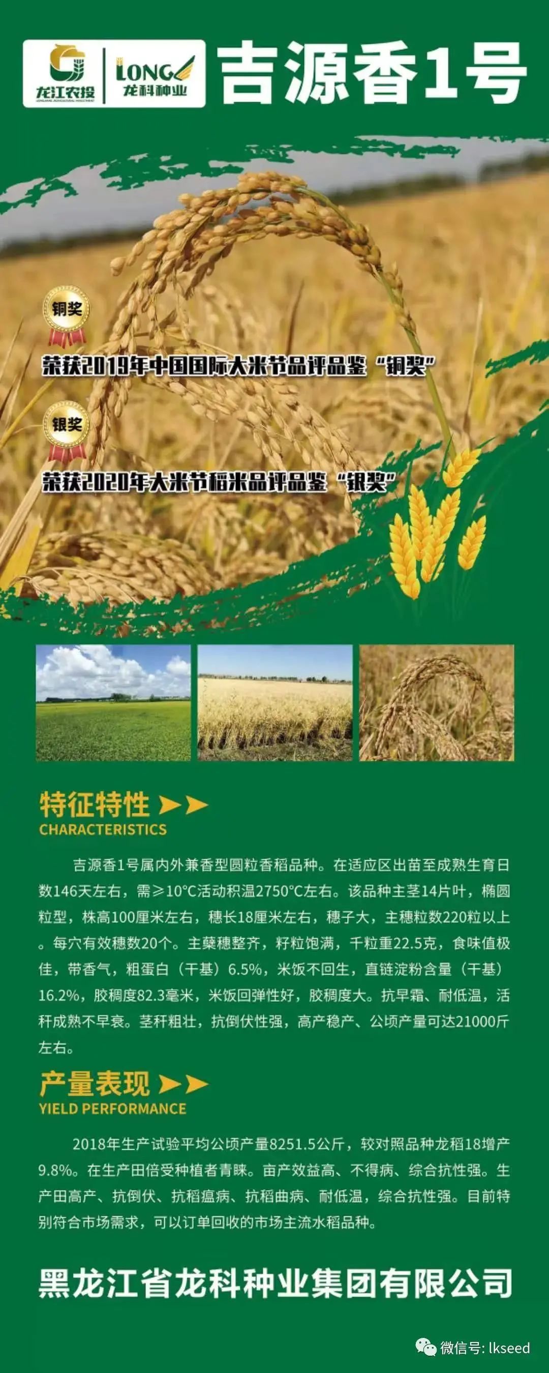 种业兴农丨龙科良种——吉源香1号