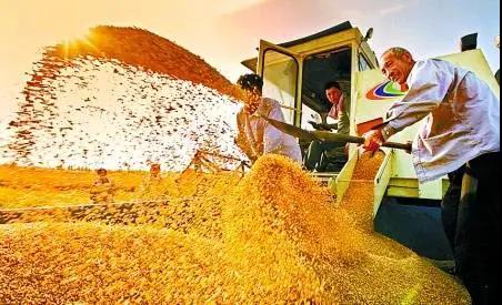 疫情冲击下,中国粮食安全的底气从何而来