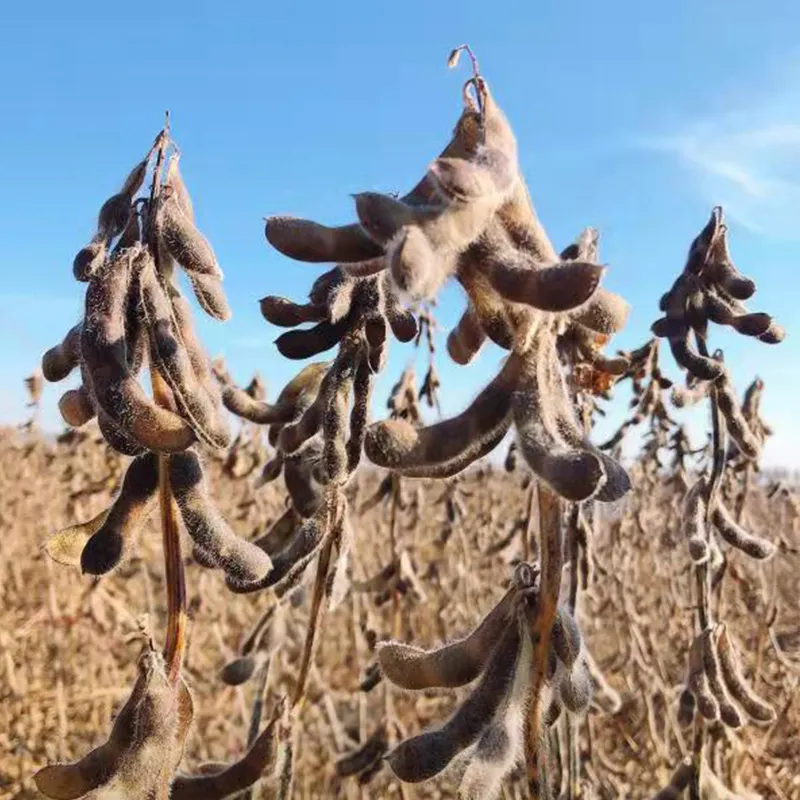 大豆品种黑农84