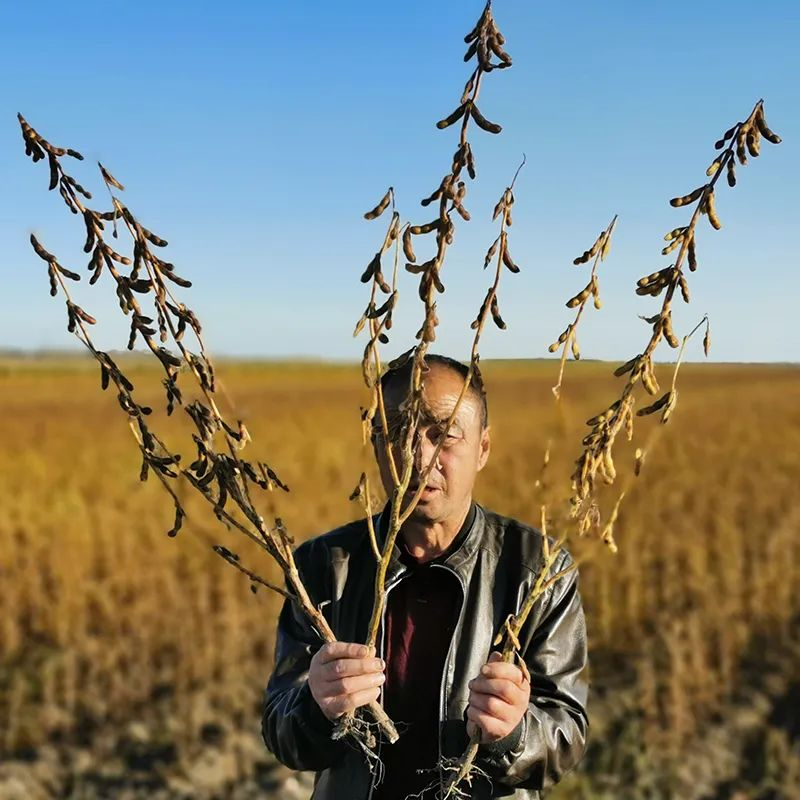 5公斤,较对照品种合丰55增产11.0%.